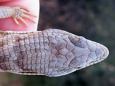 California Alligator Lizard (Elgaria multicarinata multicarinata)