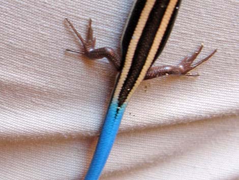 Great Basin Skink (Plestiodon skiltonianus utahensis)