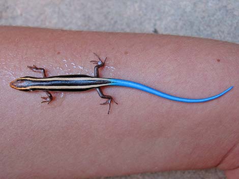 Great Basin Skink (Plestiodon skiltonianus utahensis)