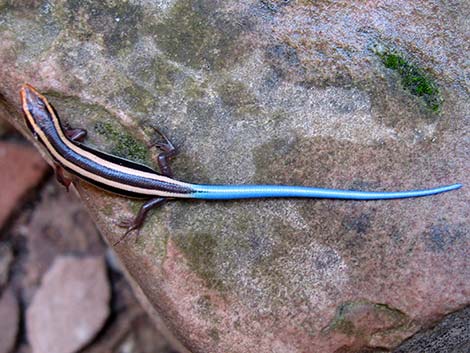 Great Basin Skink (Plestiodon skiltonianus utahensis)