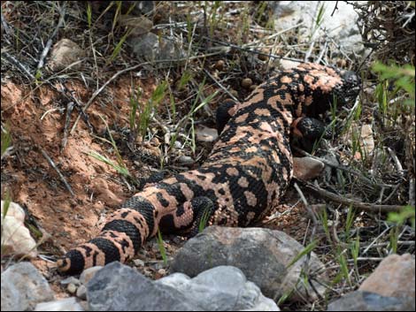 Gila Monster (Heloderma suspectus)