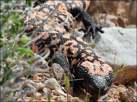 Gila Monster (Heloderma suspectus)