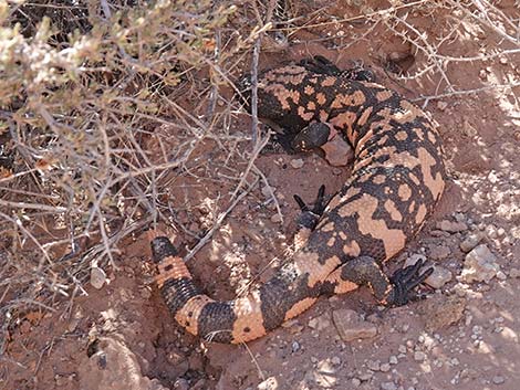 Gila Monster (Heloderma suspectus)