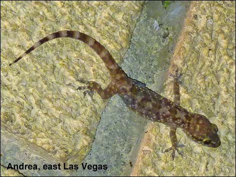 Mediterranean House Gecko (Hemidactylus turcicus)