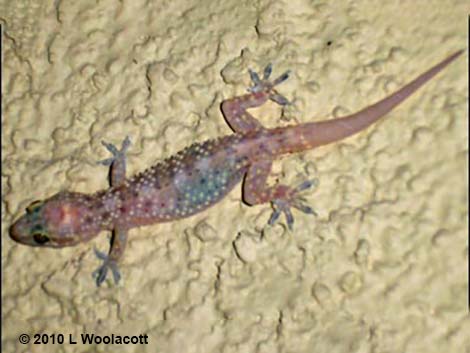 Mediterranean House Gecko (Hemidactylus turcicus)