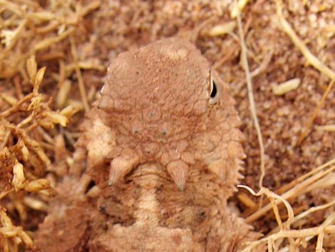 Short-horned Lizard (Phrynosoma douglassii)