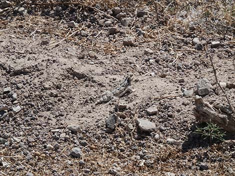 Northern Desert Horned Lizard (Phrynosoma platyrhinos platyrhinos)