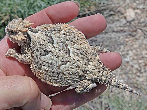 Northern Desert Horned Lizard (Phrynosoma platyrhinos platyrhinos)