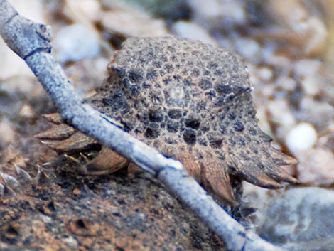 Regal Horned Lizard (Phrynosoma solare)