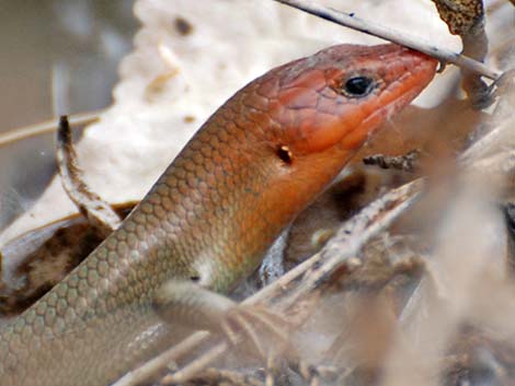 Western Red-tailed Skink (Plestiodon gilberti rubricaudatus)