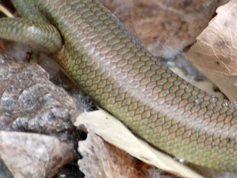 Western Red-tailed Skink (Plestiodon gilberti rubricaudatus)