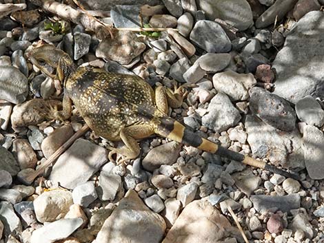 Common Chuckwalla (Sauromalus ater)