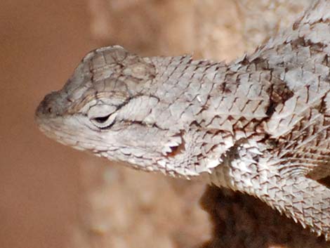 Sonoran Spiny Lizard (Sceloporus clarkii clarkii)