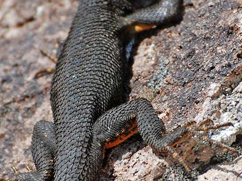 Great Basin Fence Lizard (Sceloporus occidentalis longipes)