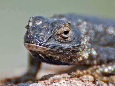 Great Basin Fence Lizard (Sceloporus occidentalis longipes)