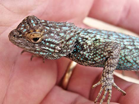 Great Basin Fence Lizard (Sceloporus occidentalis)