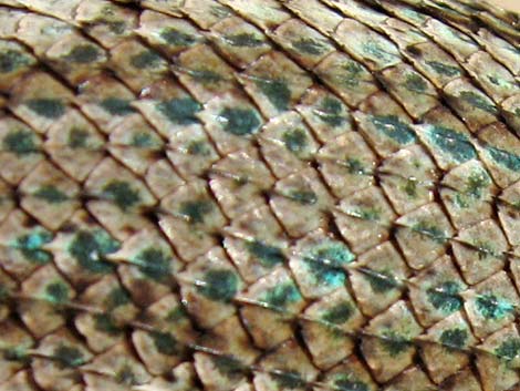 Great Basin Fence Lizard (Sceloporus occidentalis)