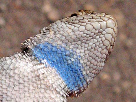 Great Basin Fence Lizard (Sceloporus occidentalis)