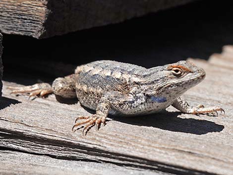 Plateau Fence Lizard (Sceloporus tristichus)