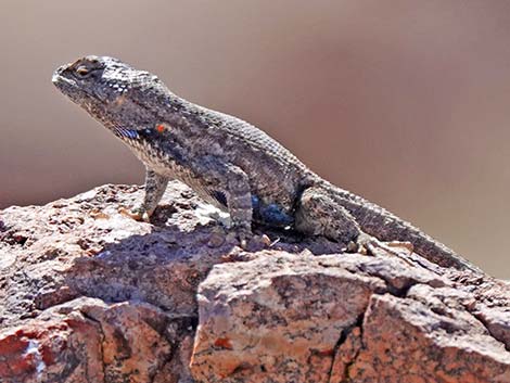 Plateau Fence Lizard (Sceloporus tristichus)