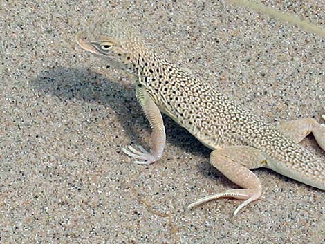 Mojave Fringe-toed Lizard (Uma scoparia)