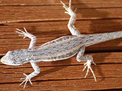 Long-tailed Brush Lizard (Urosaurus graciosus)