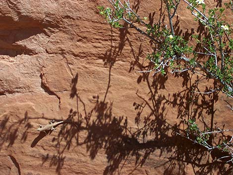 Ornate Tree Lizard (Urosaurus ornatus)