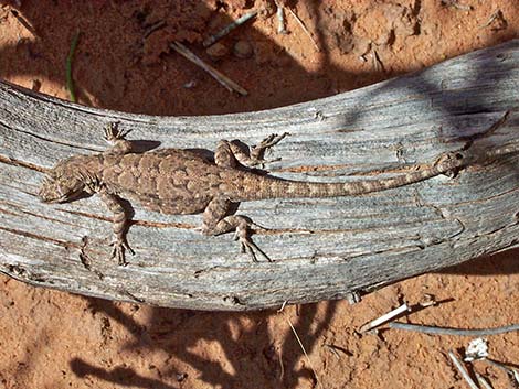 Ornate Tree Lizard (Urosaurus ornatus)