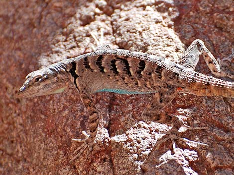 Ornate Tree Lizard (Urosaurus ornatus)