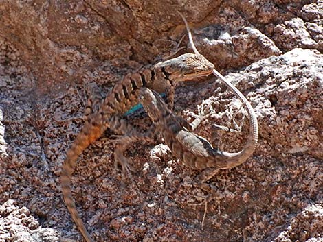 Ornate Tree Lizard (Urosaurus ornatus)