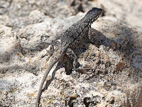 Ornate Tree Lizard (Urosaurus ornatus)