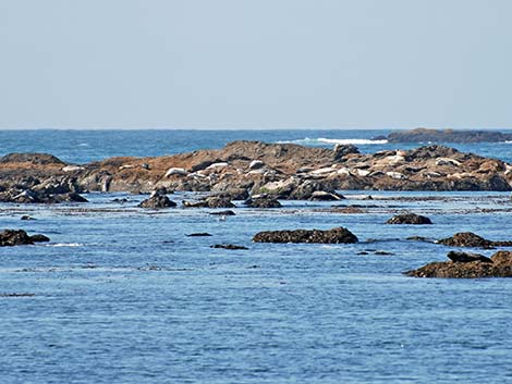 Harbor Seal (Phoca vitulina)