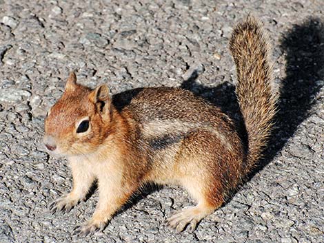 Cascade Golden-mantled Ground Squirrels (Callospermophilus saturatus)