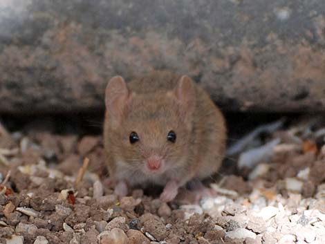 House Mouse (Mus musculus)