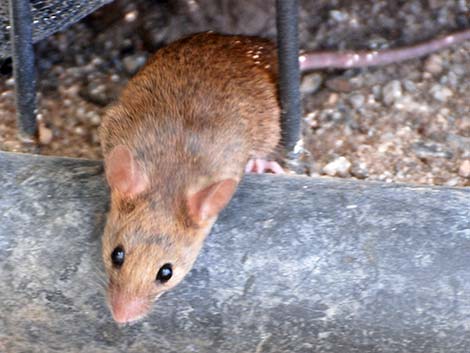 House Mouse (Mus musculus)