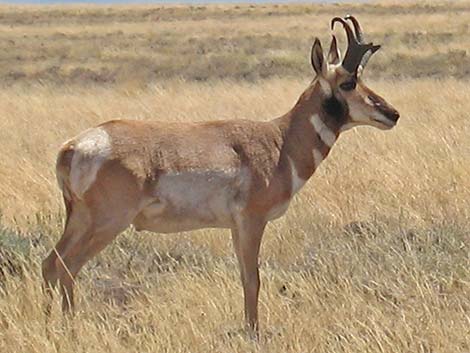 Pronghorn (Antilocapra americana)