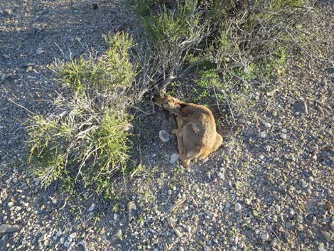 Pronghorn (Antilocapra americana)