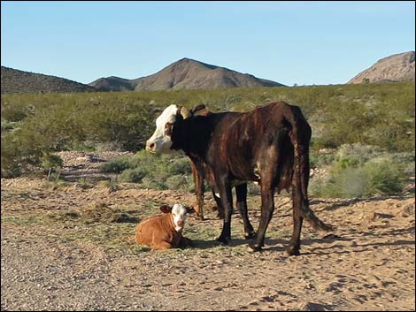 Domestic Cow (Bos taurus)