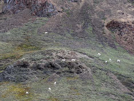 Dall Sheep (Ovis dalli)