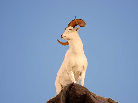 Dall Sheep (Ovis dalli)