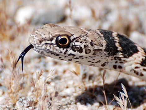 Coachwhip (Masticophis flagellum)