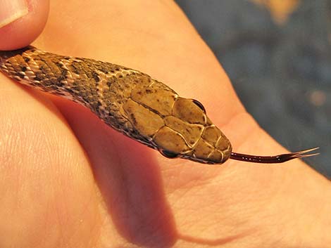 Coachwhip (Masticophis flagellum)