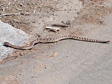 Northern Pacific Rattlesnake (Crotalus oreganus oreganus)