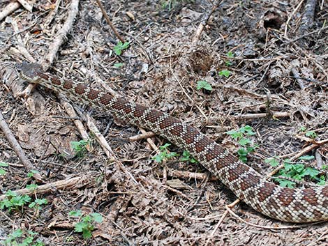 Northern Pacific Rattlesnake (Crotalus oreganus oreganus)