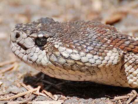 Northern Pacific Rattlesnake (Crotalus oreganus oreganus)