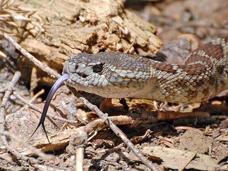 Northern Pacific Rattlesnake (Crotalus oreganus oreganus)