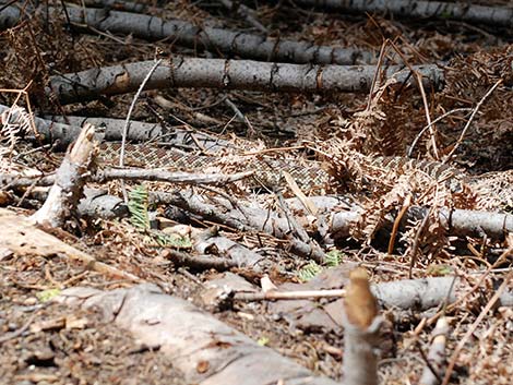 Northern Pacific Rattlesnake (Crotalus oreganus oreganus)