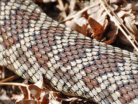 Northern Pacific Rattlesnake (Crotalus oreganus oreganus)