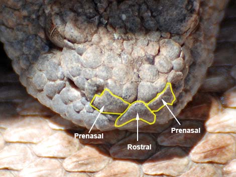 Panamint Rattlesnake (Crotalus stephensi)