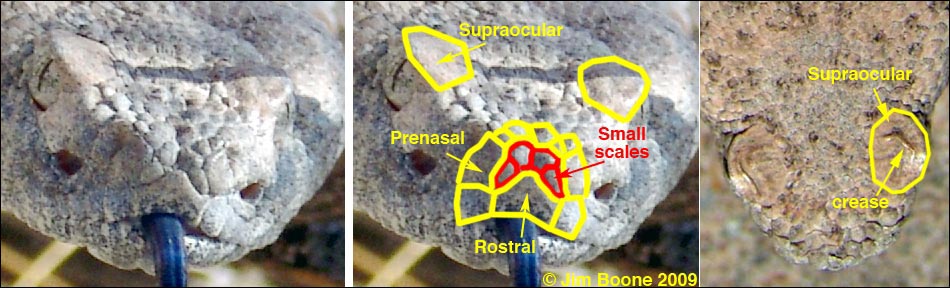 Southwestern Speckled Rattlesnake (Crotalus mitchellii pyrrhus)